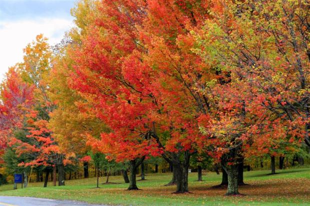 Fall-Foliage-1-Large